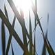 Image for article titled Shooting Challenge: Lens Flare Gallery Part Two